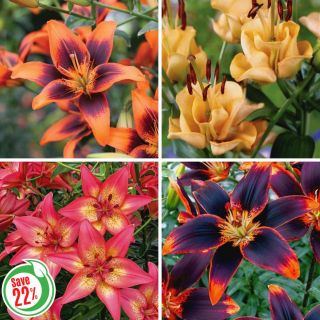 Asiatic Lily Collection Thumbnail